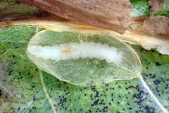 Phyllonorycter platani