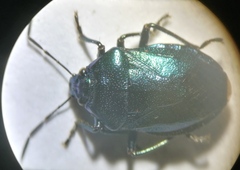 Zicrona caerulea