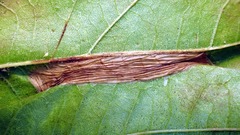 Phyllonorycter platani