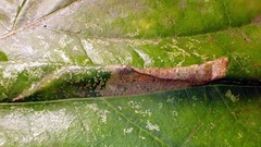 Phyllonorycter platani