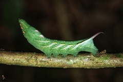 Xylophanes chiron
