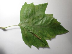 Phyllonorycter platani
