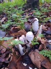 Coprinus comatus
