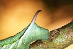 Xylophanes chiron