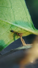 Myrmarachnini