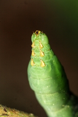 Xylophanes chiron