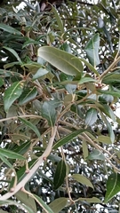 Quercus ilex