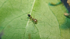 Myrmarachnini