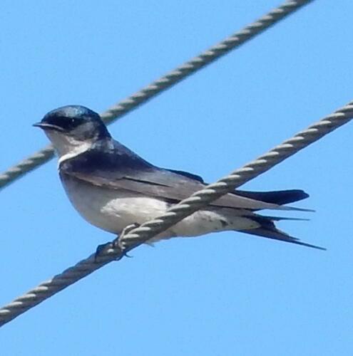 Pearl-breasted Swallow (Hirundo dimidiata), photo 5