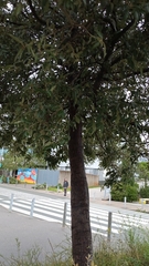 Quercus ilex
