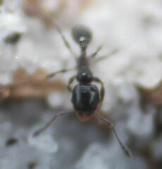 Pheidole adrianoi