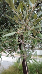 Quercus ilex