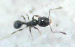 Pheidole adrianoi