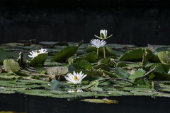 Nymphaea odorata