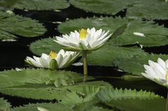 Nymphaea odorata
