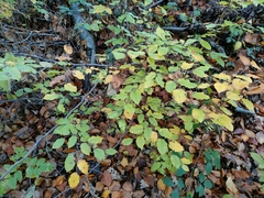 Fagus sylvatica