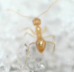 Nylanderia phantasma