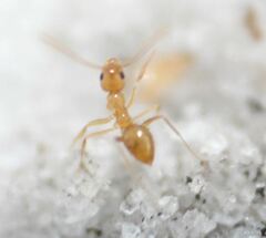 Nylanderia phantasma