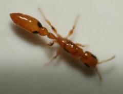 Pseudomyrmex simplex