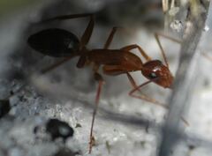 Camponotus inaequalis