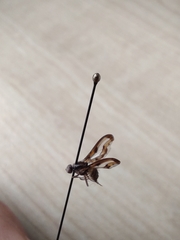 Toxonevra muliebris