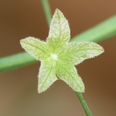 Mirabilis linearis linearis