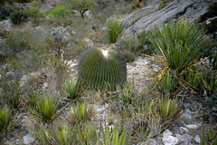 Echinocactus platyacanthus