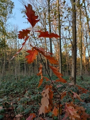 Quercus rubra