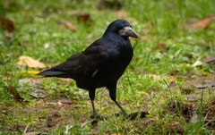 Corvus frugilegus