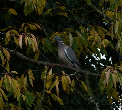 Columba palumbus
