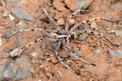 Eusparassus