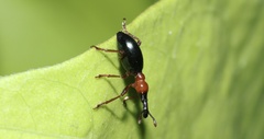 Cylas formicarius