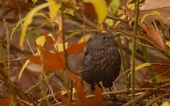Turdus merula