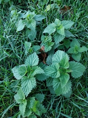 Urtica dioica