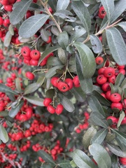 Pyracantha koidzumii