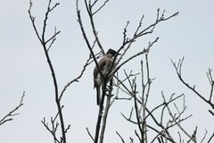 Pycnonotus xanthorrhous