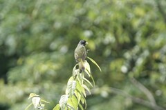 Spizixos semitorques