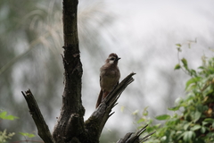 Pterorhinus sannio