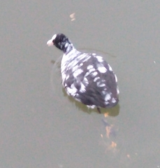 Fulica atra