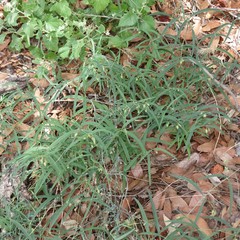Mirabilis linearis linearis