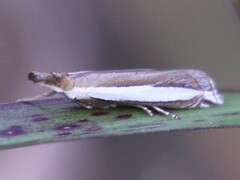 Crambus quinquareatus