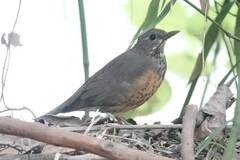 Turdus dissimilis