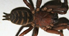 Trechona rufa