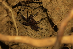 Trechona rufa