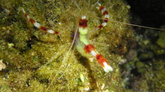 Stenopus hispidus