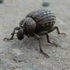 Brachycerus