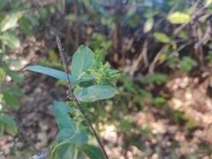 Arctostaphylos andersonii