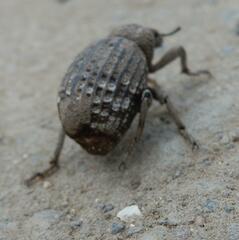 Brachycerus