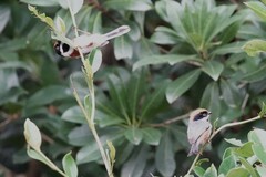 Aegithalos concinnus