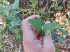 Arctostaphylos andersonii